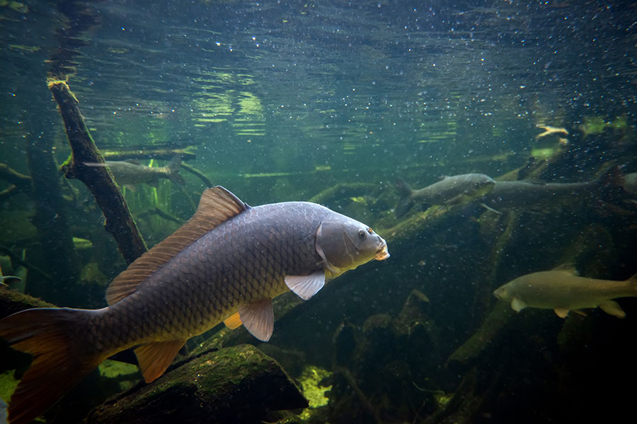 Stage de Pêche MPL – Thématique : nature halieutique et pêche à la carpe