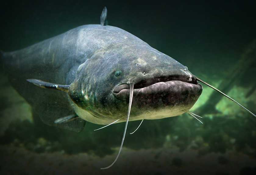 L’installation du silure dans le bassin du Rhône : bilan de trois décennies de suivi de l’espèce