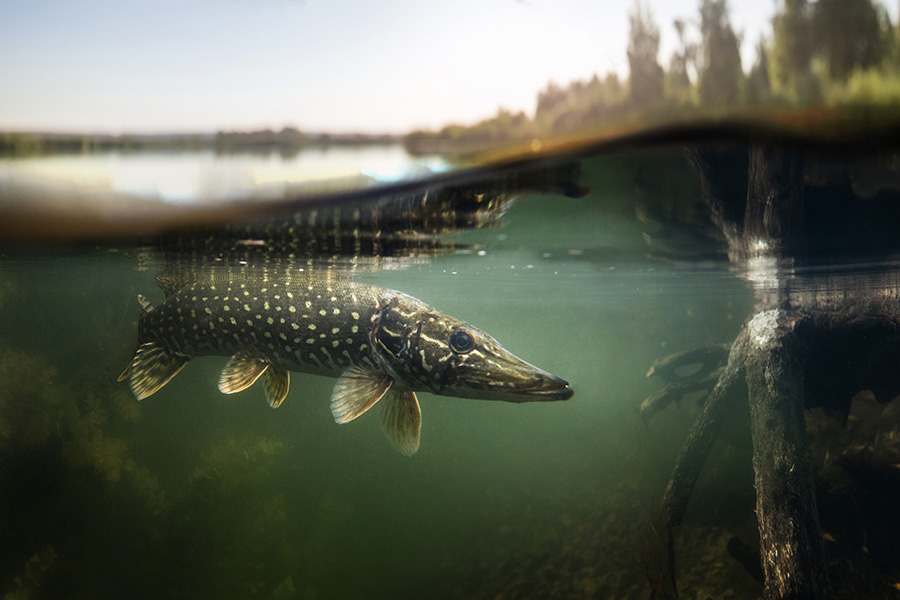 Brochet