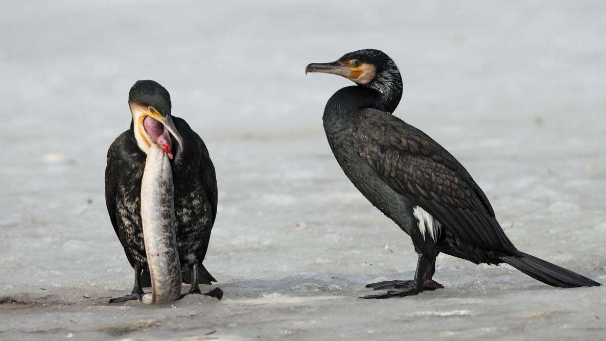 Conférence sur les Cormorans au Parlement Européen (9/10)