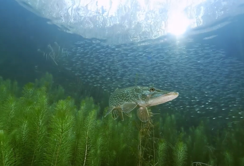 Le fleuve invisible - Un trésor sous la plaine du Rhin