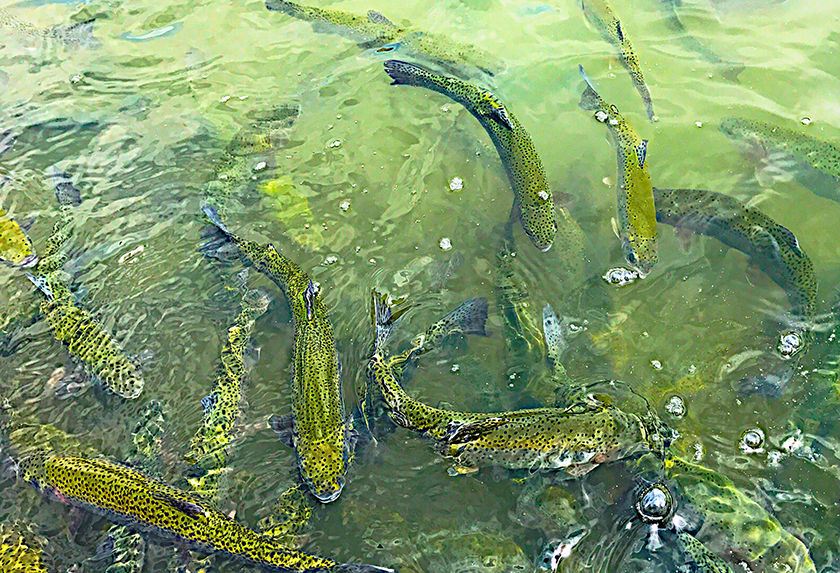 Empoissonnements pour la saison 2020