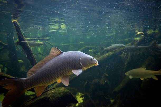 Stage de Pêche MPL – Thématique : nature halieutique et pêche à la carpe